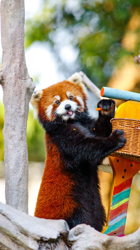 Closeup of the red panda screenshot