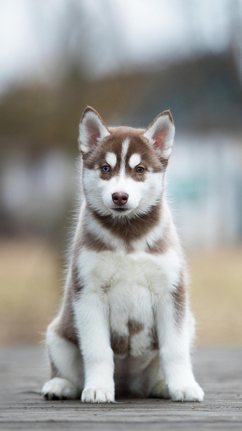 Dog193 screenshot