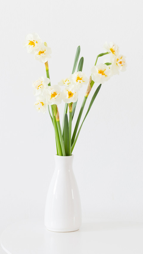 Daffodils in white vase on white background screenshot