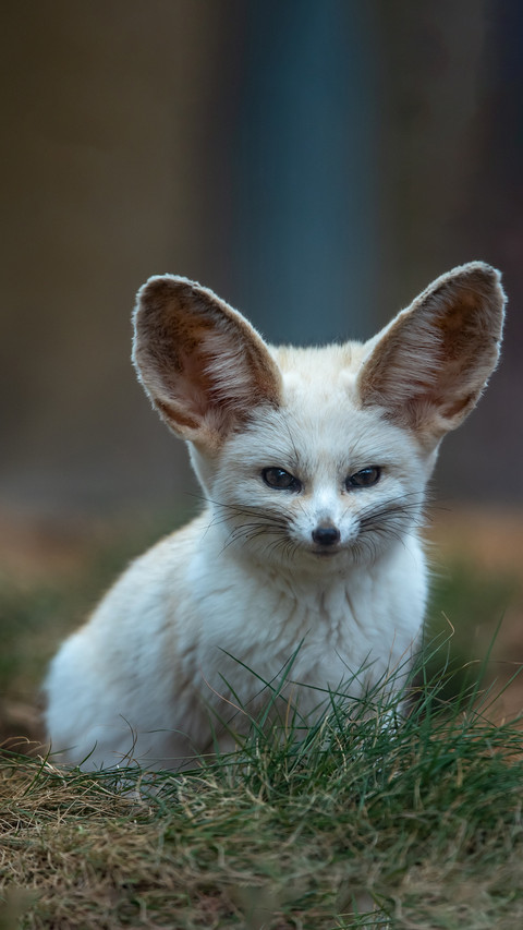 Cute ear fox screenshot