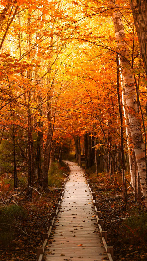 Autumn Forest Trail Boardwalk Fall Foliage screenshot