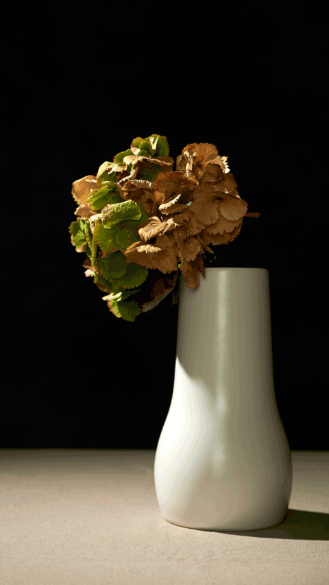 Still life of plants screenshot