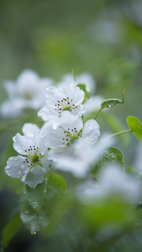 Dewy pear blossoms screenshot