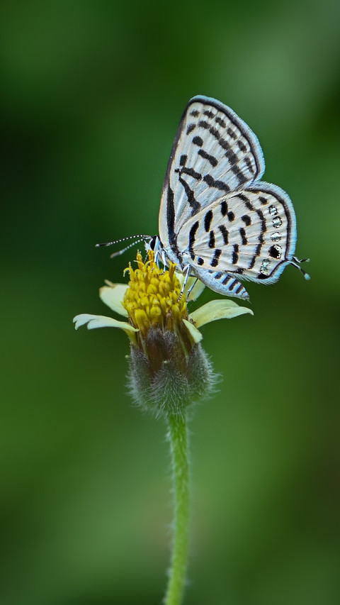 Butterfly by Rivu Gayen screenshot