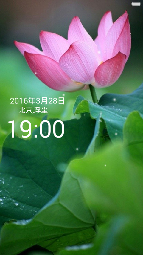 微山湖荷花（高清壁纸) screenshot