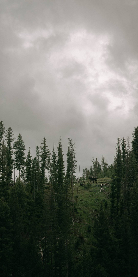 Cloudy Forest screenshot