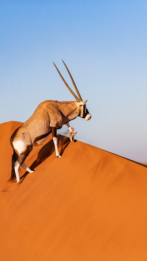 The south african oryx in the desert screenshot