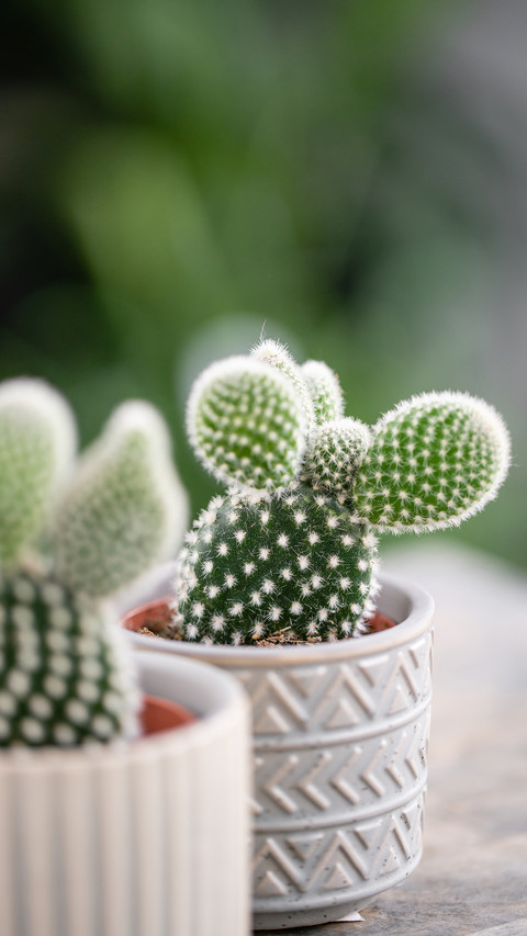 Home plants screenshot