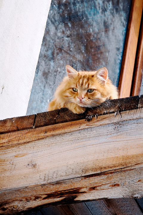 Orange cat.jpg screenshot
