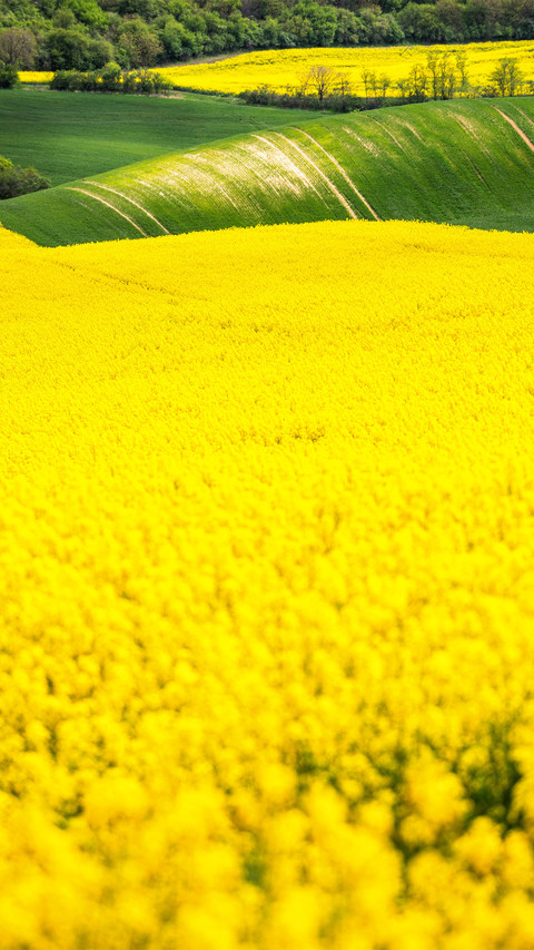 Wide fields screenshot