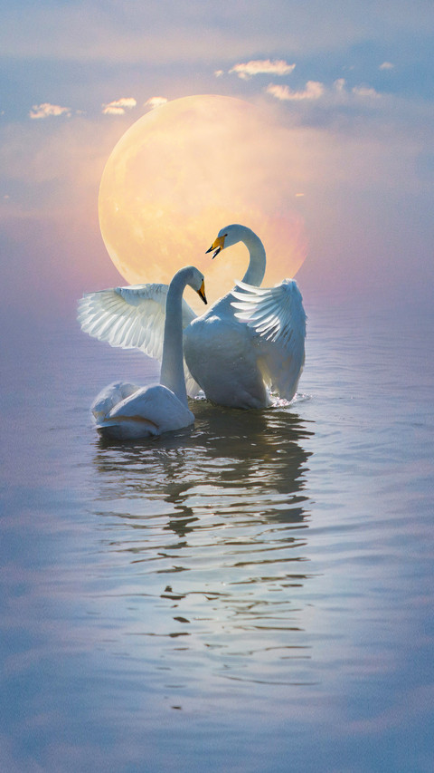 The Most Fantastic Swan Lake in China 3 screenshot