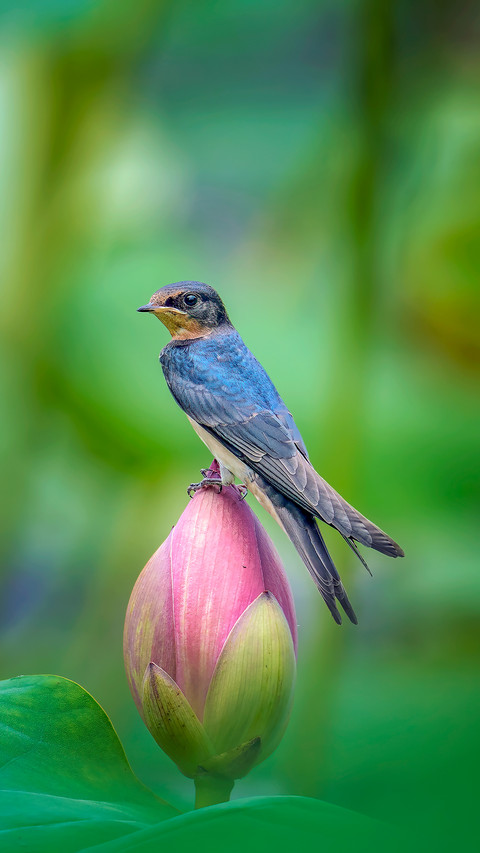 Rare wild birds in the lotus pond in summer screenshot