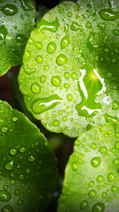 Rain Rhythm (12) screenshot