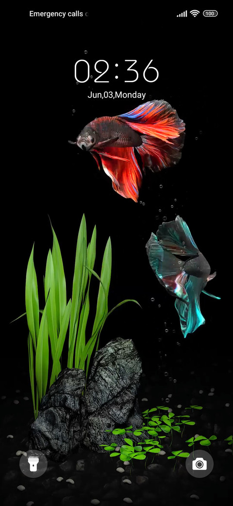 fighting fish screenshot