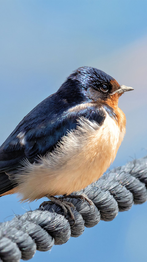 A bird perched on a rope screenshot
