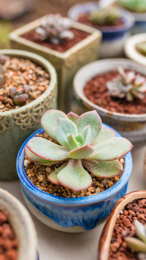 Key points for yearround maintenance of succulent plants 2 screenshot