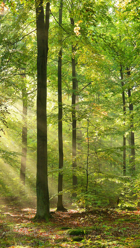 Forest Green Path screenshot