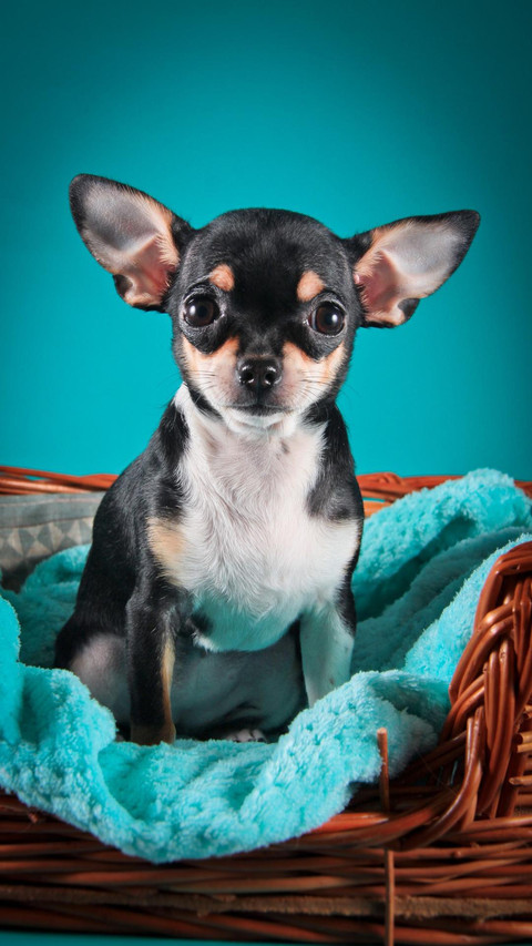 Dog19 screenshot