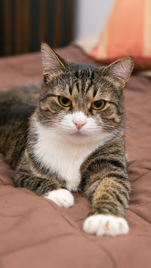 Judging a cats personality based on its fur color 5 screenshot