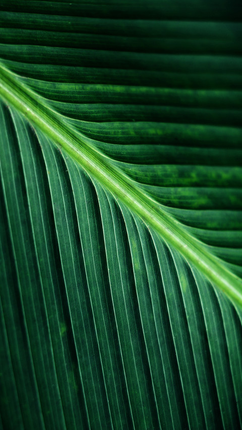 PAIXIN-plant (16) screenshot