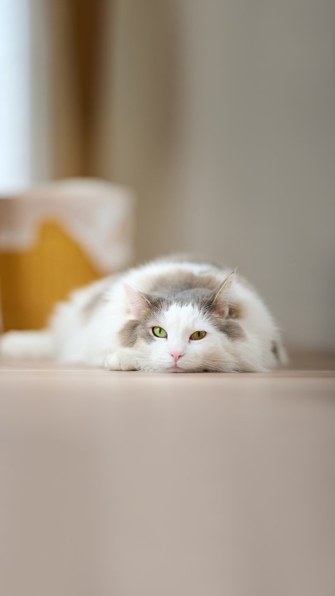 White cat relaxing on a wooden flooring at home screenshot
