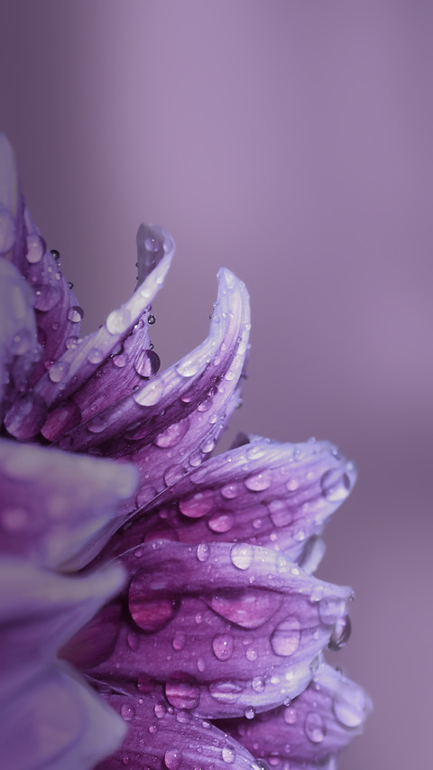 Flower Macro. Natural Background screenshot