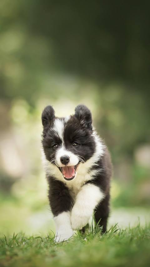 Cute Border Collie Puppy Running in the Green Garden screenshot