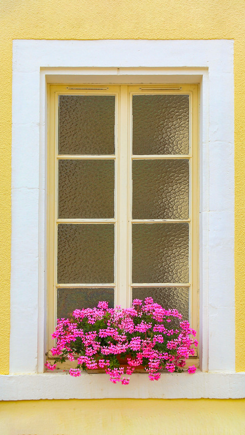 The flowers on the windowsill screenshot