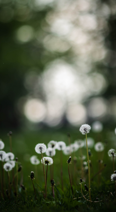 Nature HD - 2020-06-02T123800.372 screenshot