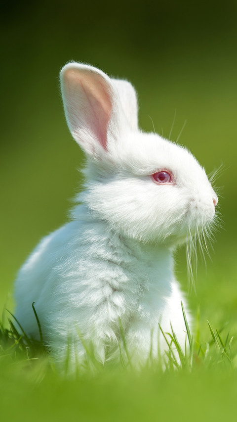 Rabbit screenshot