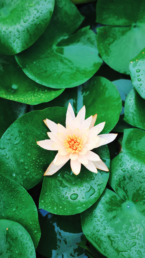 Pond on a rainy day screenshot