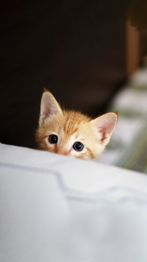 Innocent eyes of kitten screenshot