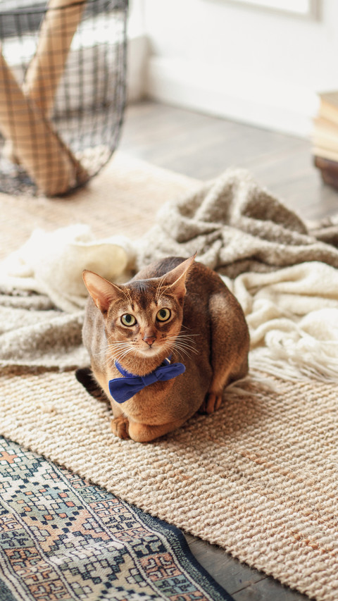 Cats hair loss problem screenshot
