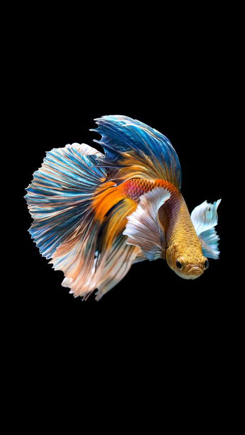 India-aquatic screenshot