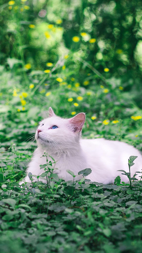 Pet cat39 screenshot