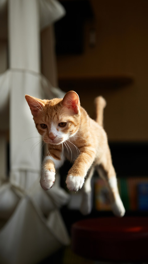 Misunderstood Cat Action 6 screenshot