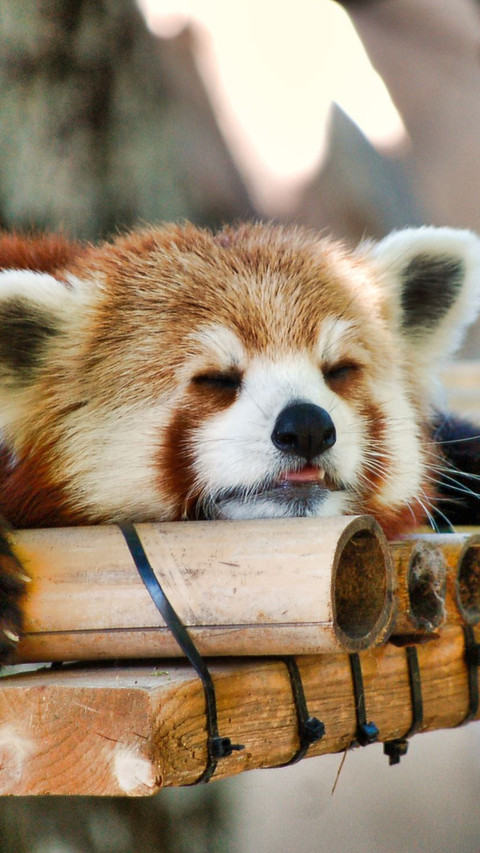 Ailurus fulgens (2) screenshot