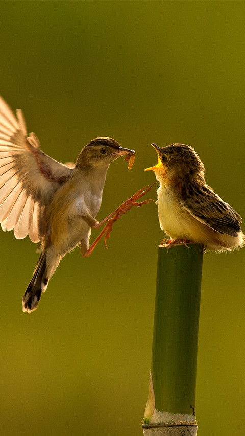 The mother bird feeds the little birds screenshot