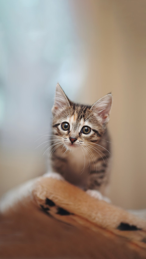The striped nice kitten with white moustaches screenshot