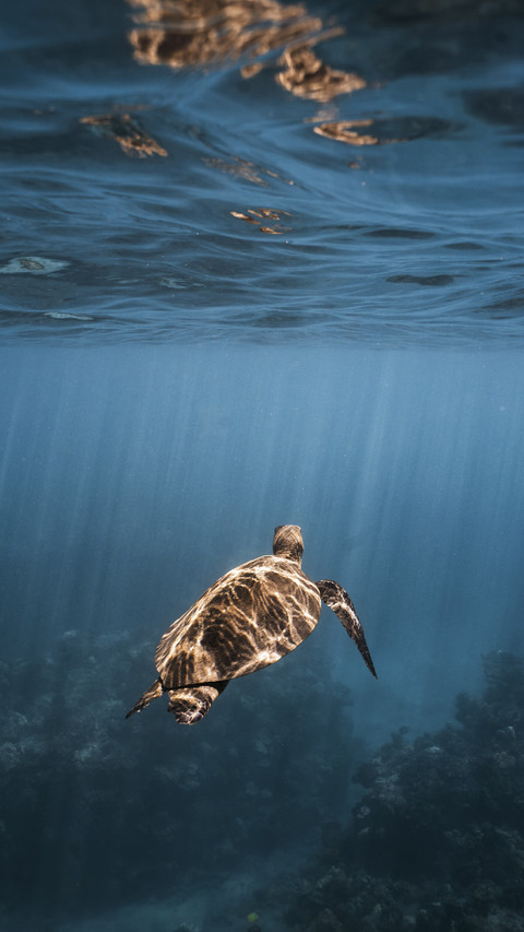 Sea Turtle under Water screenshot