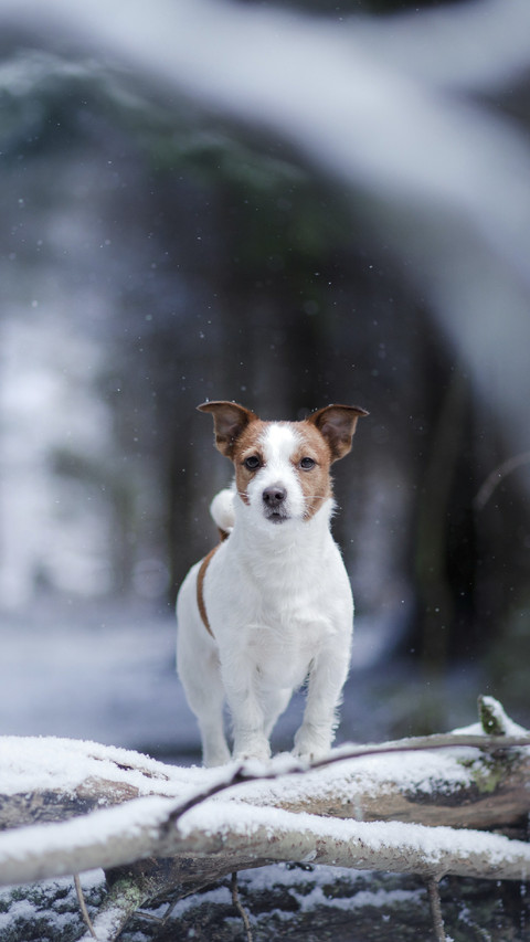Lovely Jack Russell Terrier in Snow screenshot