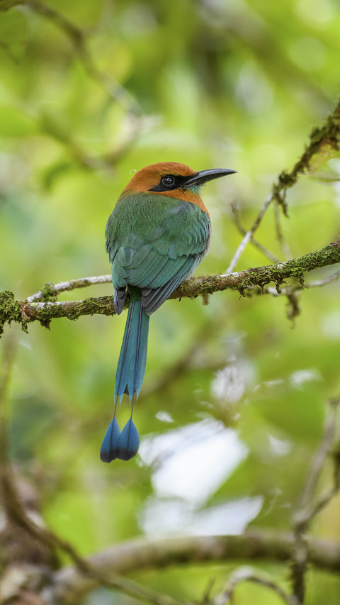 Beatiful Motmot Bird on a Branch screenshot