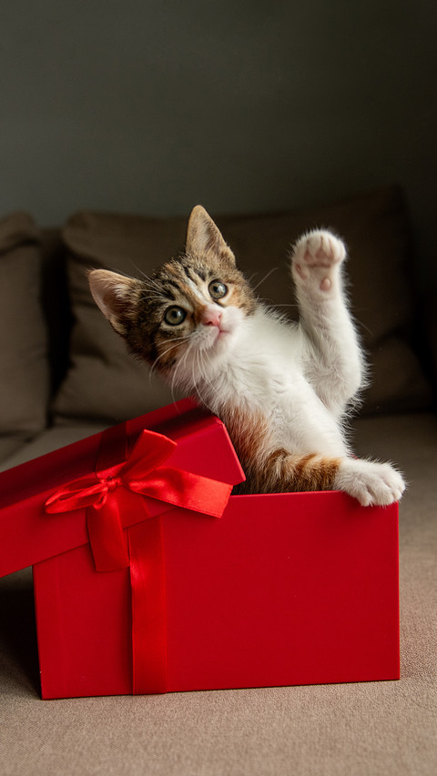 In the red gift box screenshot