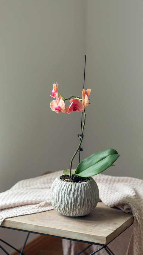 Unlock a new cultivation method for butterfly orchids screenshot