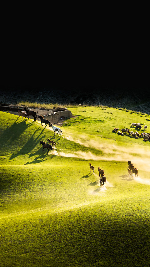 Xinjiang shepherds drive horses to plateau pastures screenshot