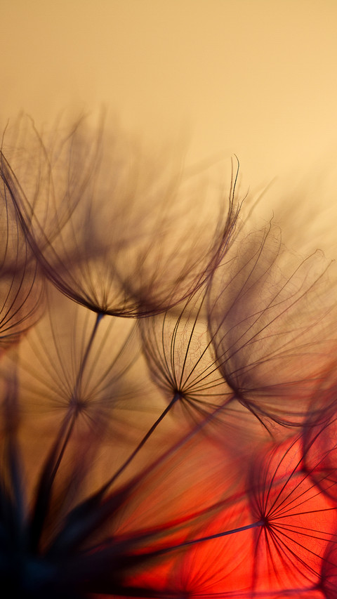 Abstract dandelion flower background screenshot