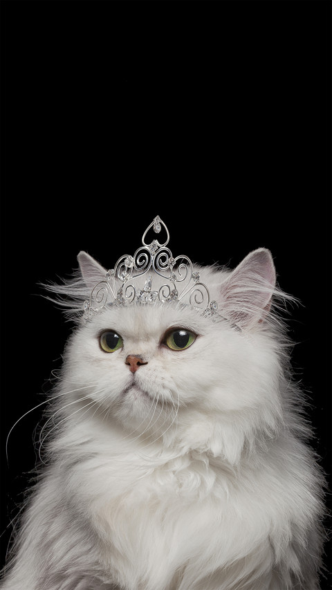 Top 10 most beautiful cats in the world 37 screenshot
