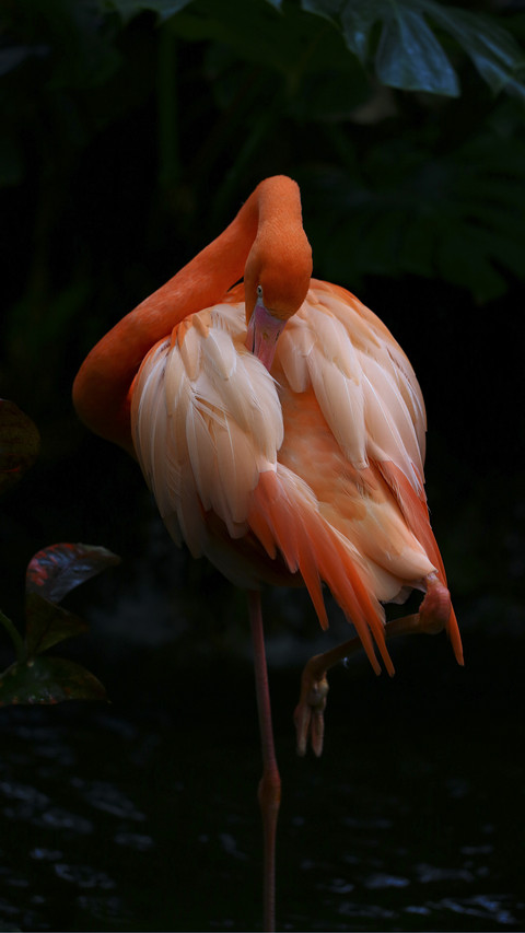 Beautiful Flamingo in Pond screenshot