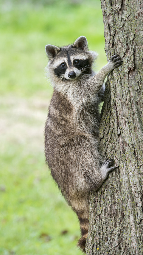 I can no longer look at these animals directly 9 screenshot