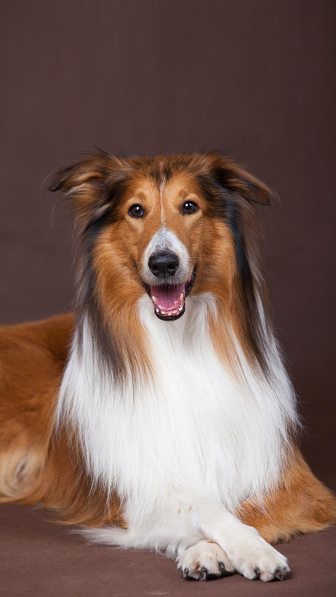 Dog234 screenshot